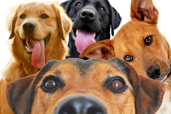 Raw Honey for Dogs