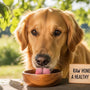 What Are the Benefits of Raw Honey for Dogs - Huckle Bee Farms LLC