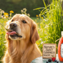 Why Honey Is the Perfect Dog Treat for Health - Huckle Bee Farms LLC