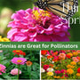 Woo Pollinators With Beautiful  Zinnias - Huckle Bee Farms LLC