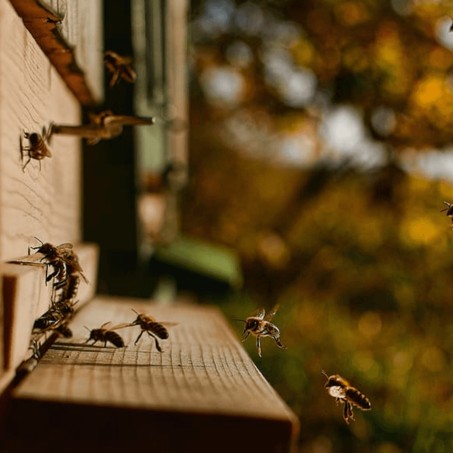Honey bees on the comb