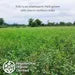 Field of organic tulsi plants used in OTulsi Herbal Tea Bags - 36 Bags Certified, showcasing Regenerative Organic Certified® farming.